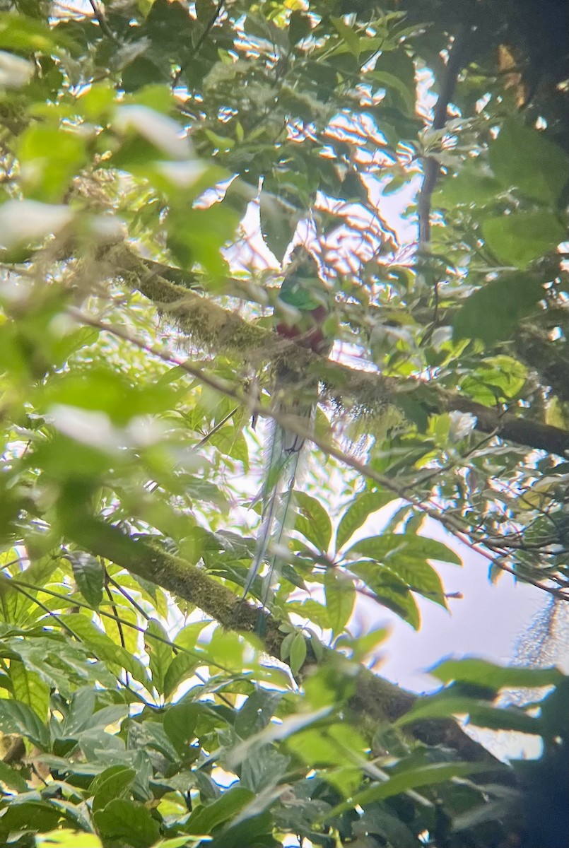 kvesal chocholatý - ML647660226