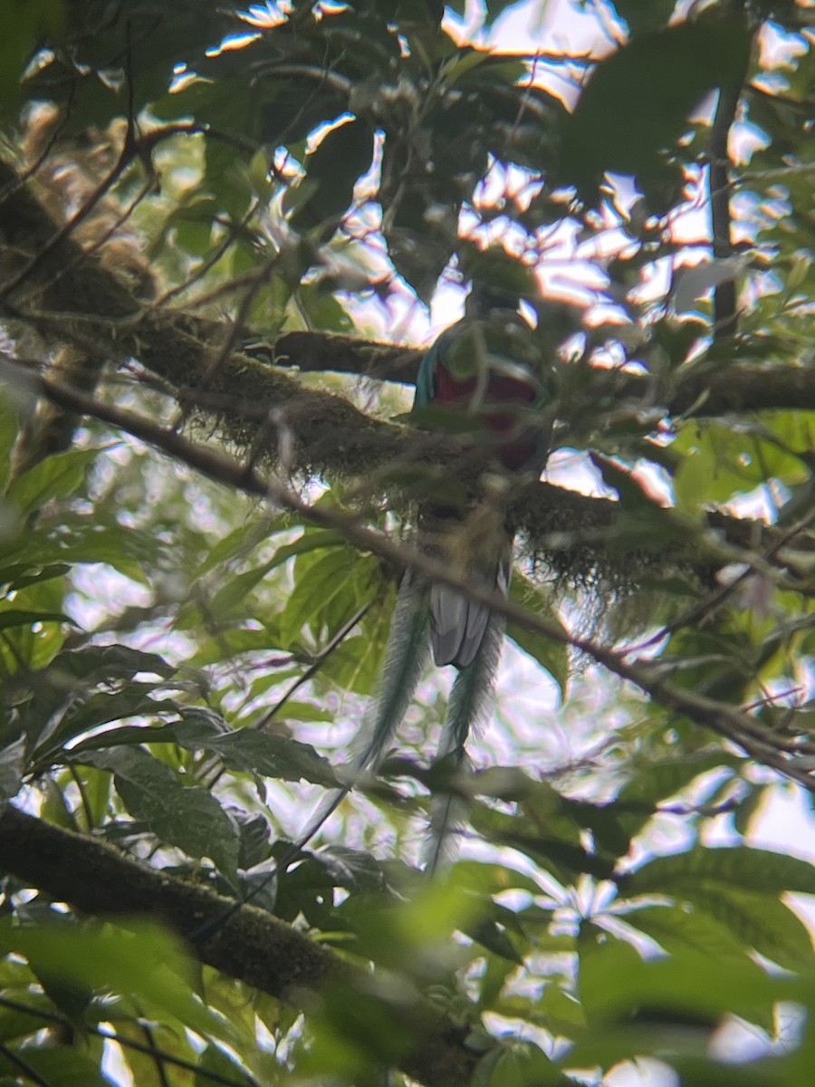 kvesal chocholatý - ML647660227