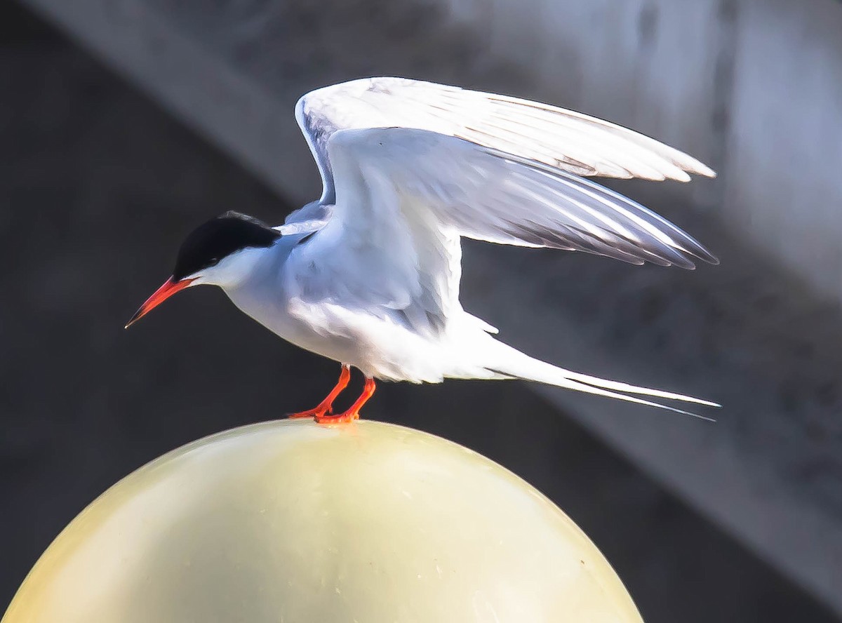 Common Tern - ML647660238