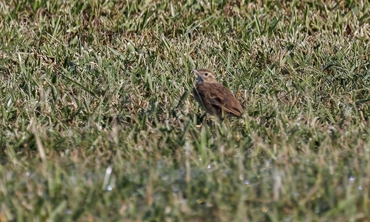 Australian Pipit - ML647660246