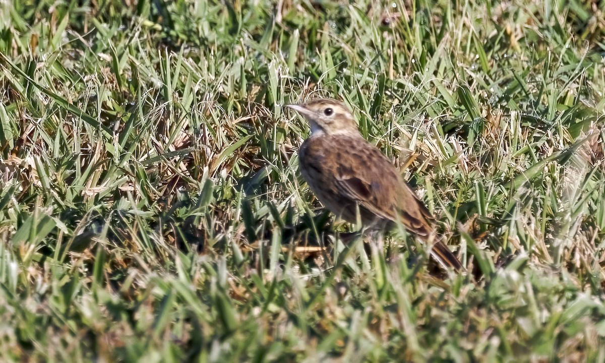 Australian Pipit - ML647660247