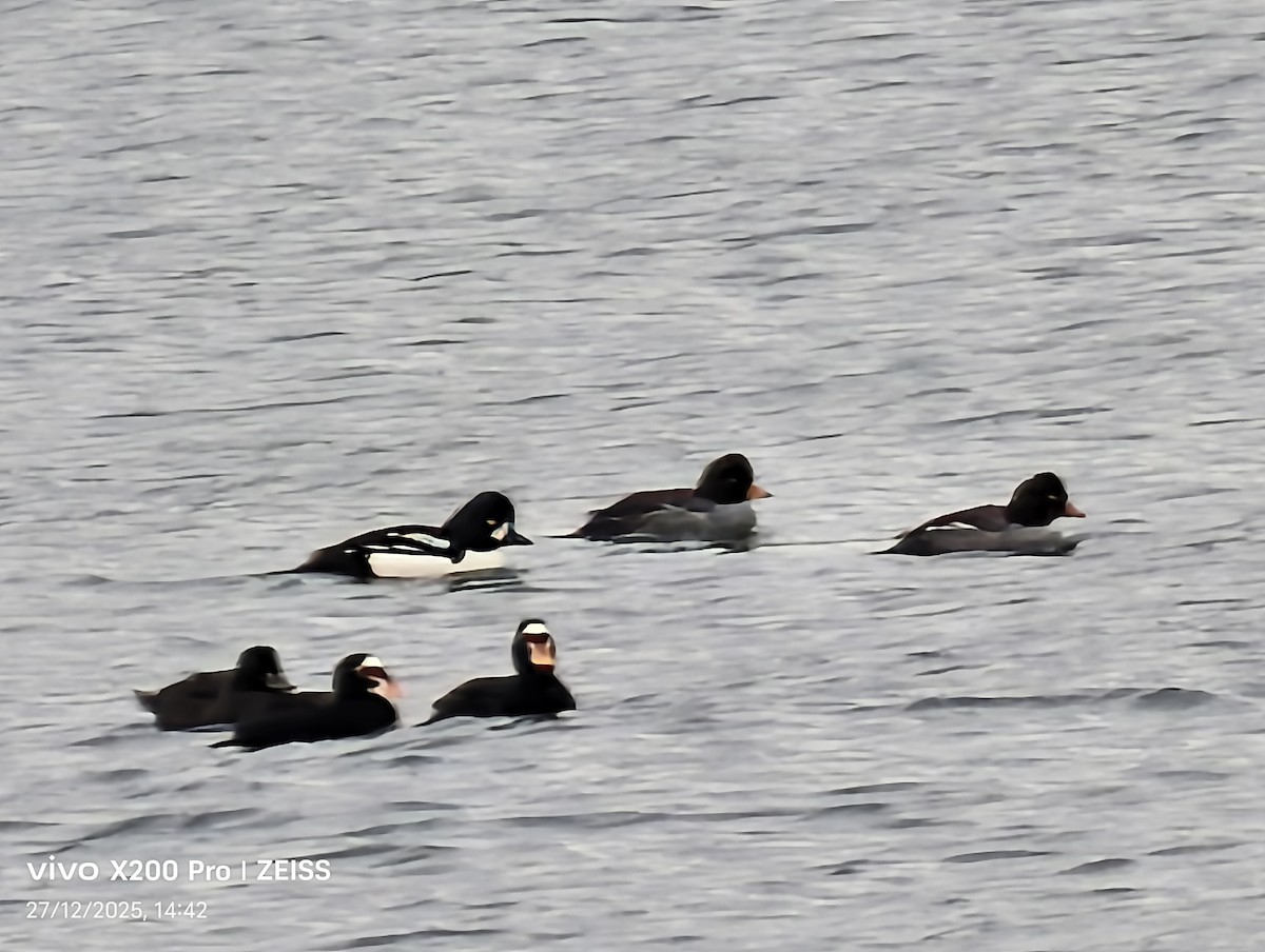 Murgilari islandiarra - ML647660286