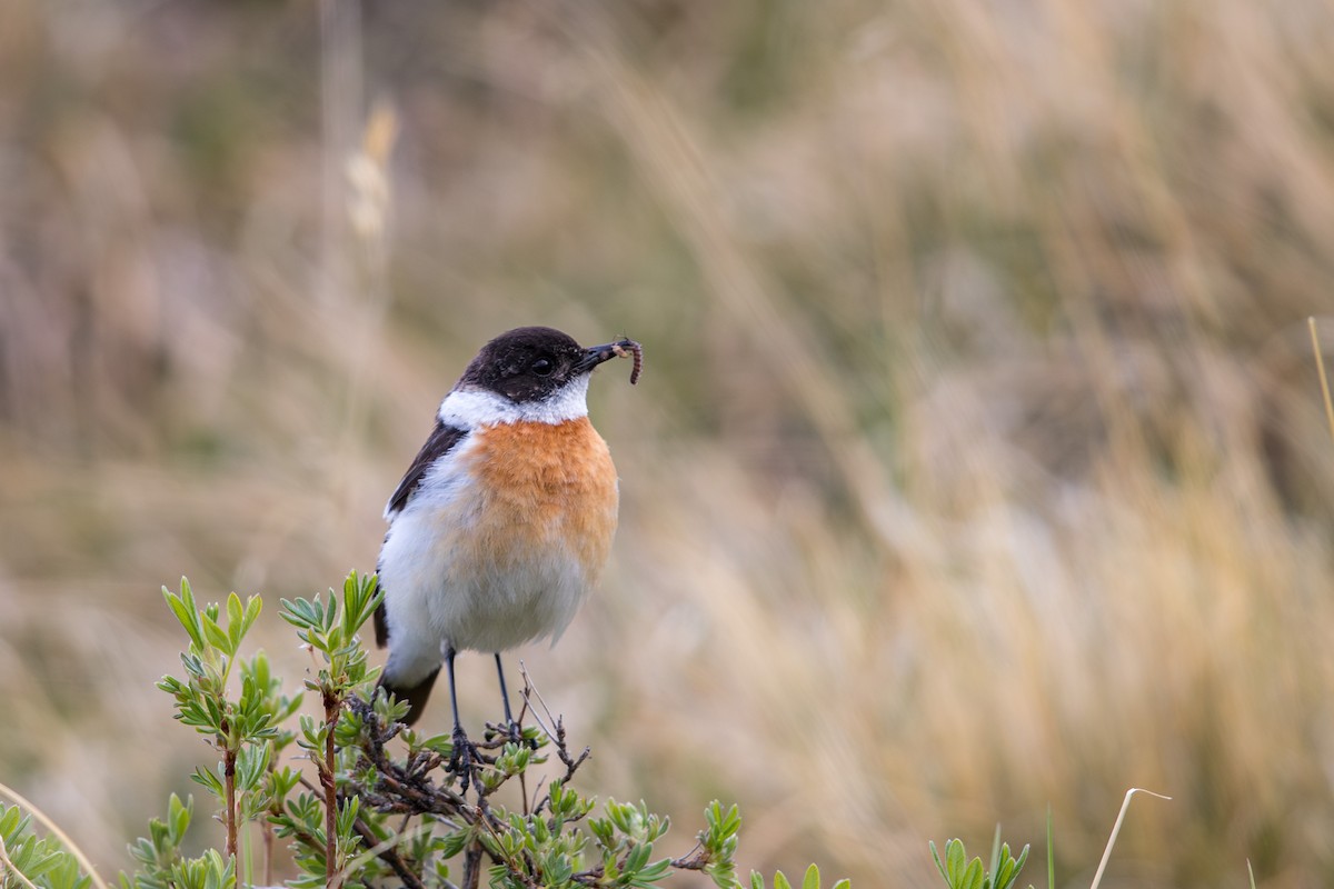 White-throated Bushchat - ML647660290