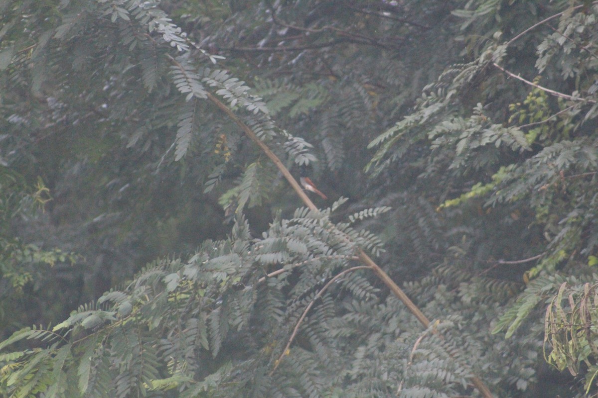 Indian Paradise-Flycatcher - ML647660295