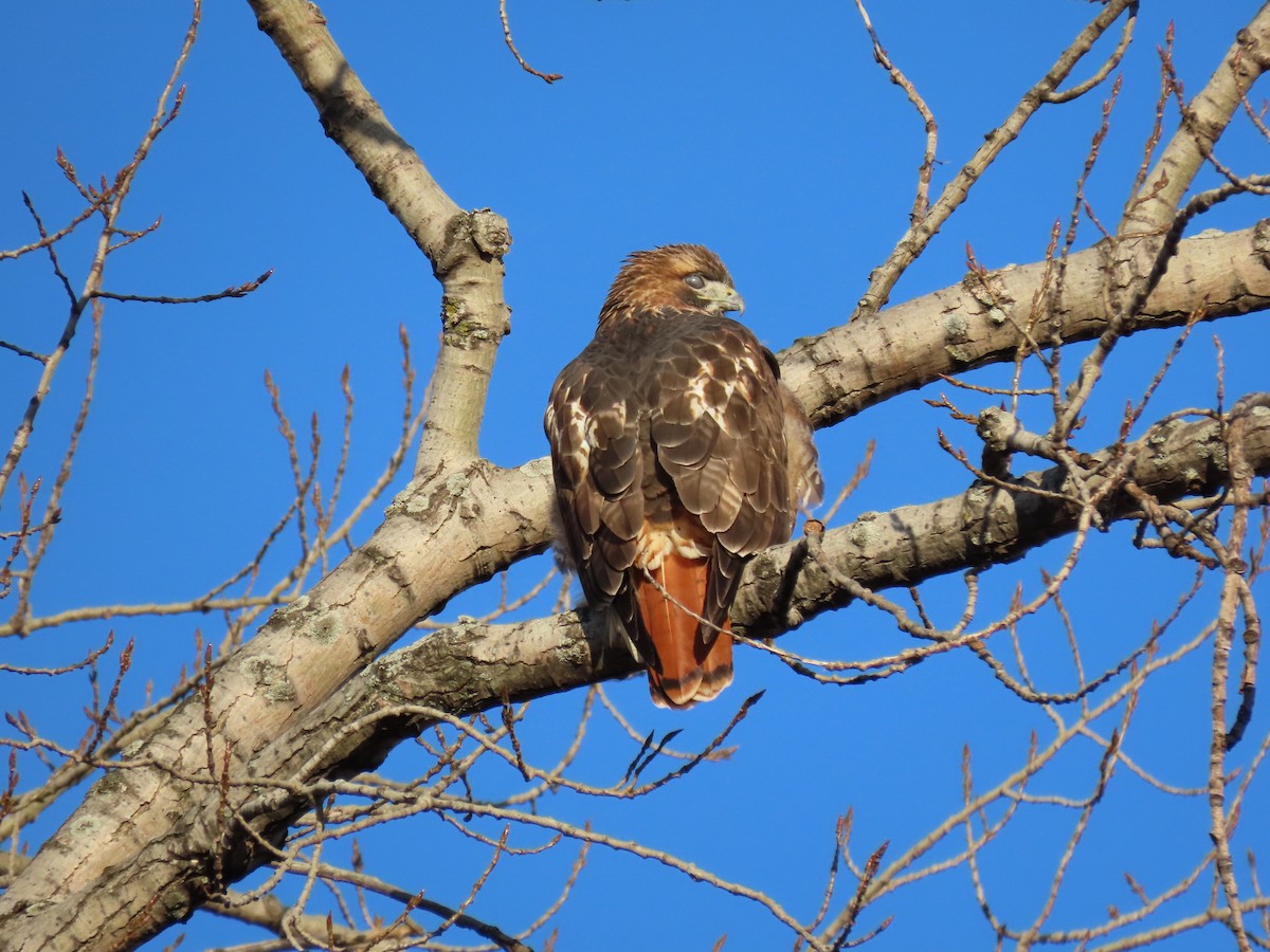Red-tailed Hawk - ML647660299