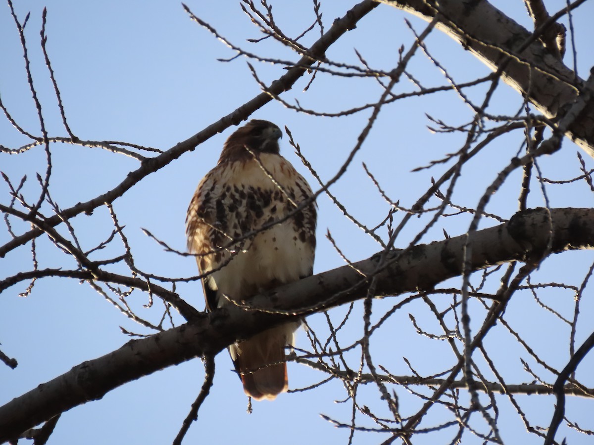 Red-tailed Hawk - ML647660300