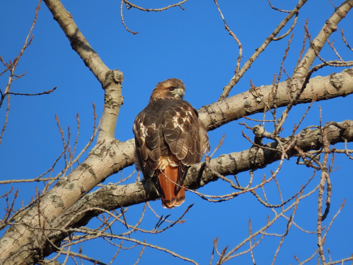 Red-tailed Hawk - ML647660302