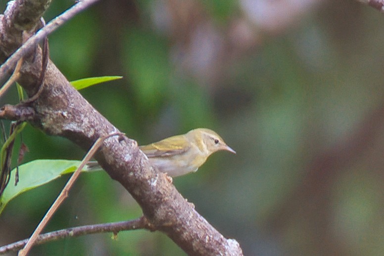 Tennessee Warbler - ML647660317