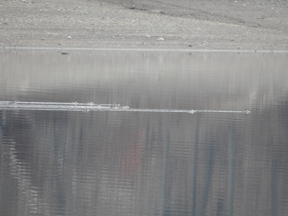 Schwarzkopf-Ruderente - ML647660318