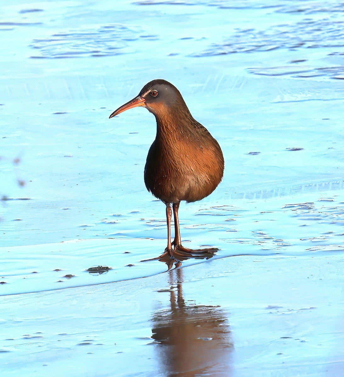 Virginia Rail - ML647660322