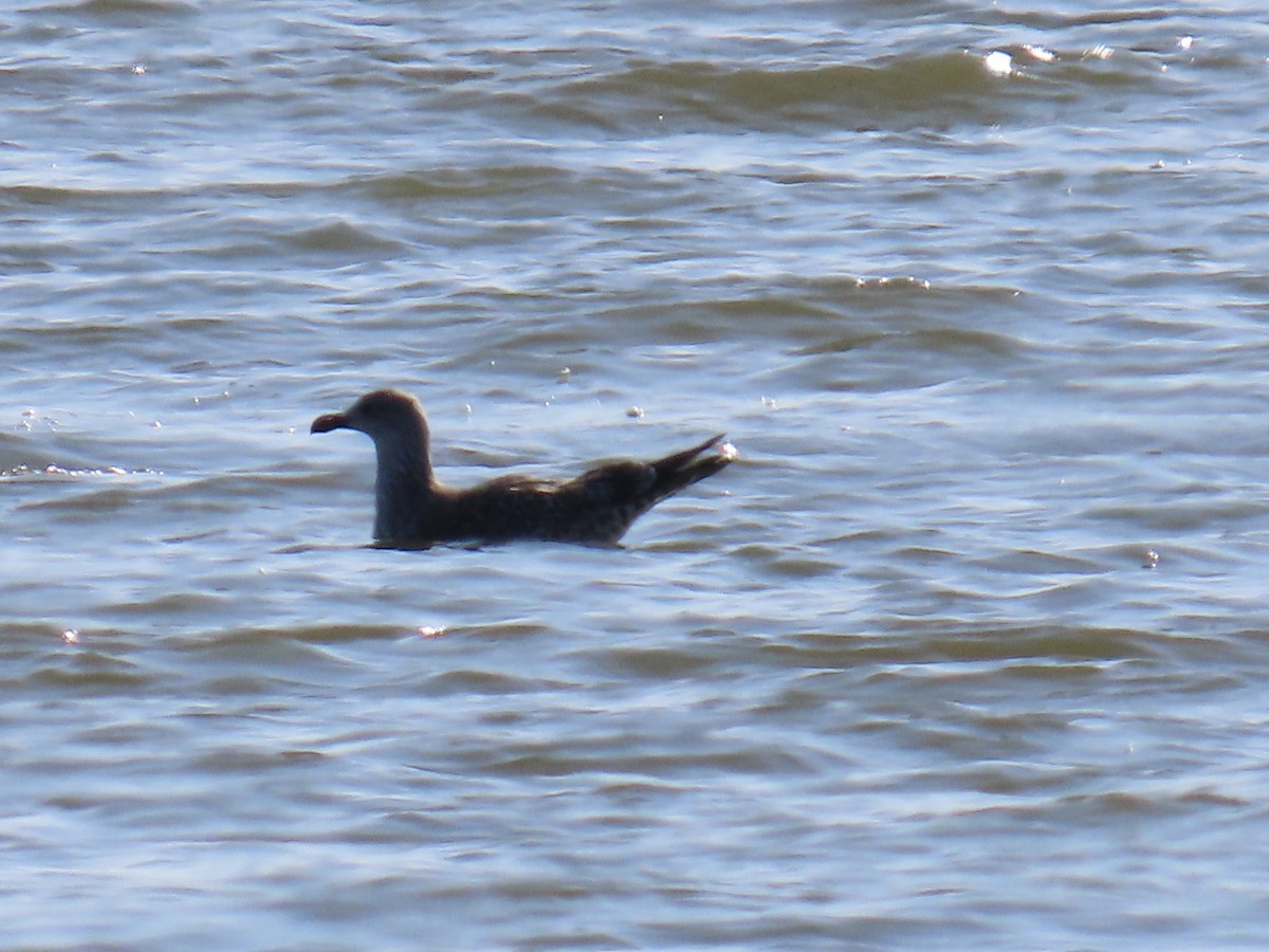 Kaio iluna - ML647660390