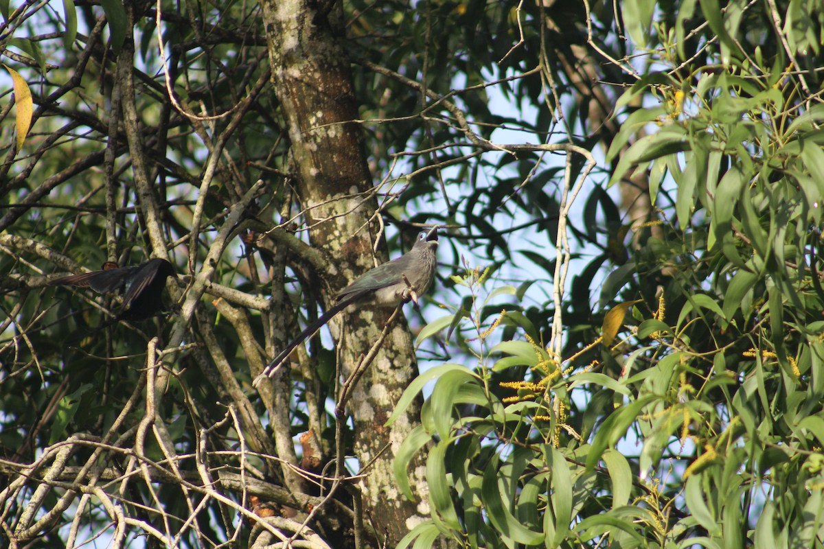 Blue-faced Malkoha - ML647660391