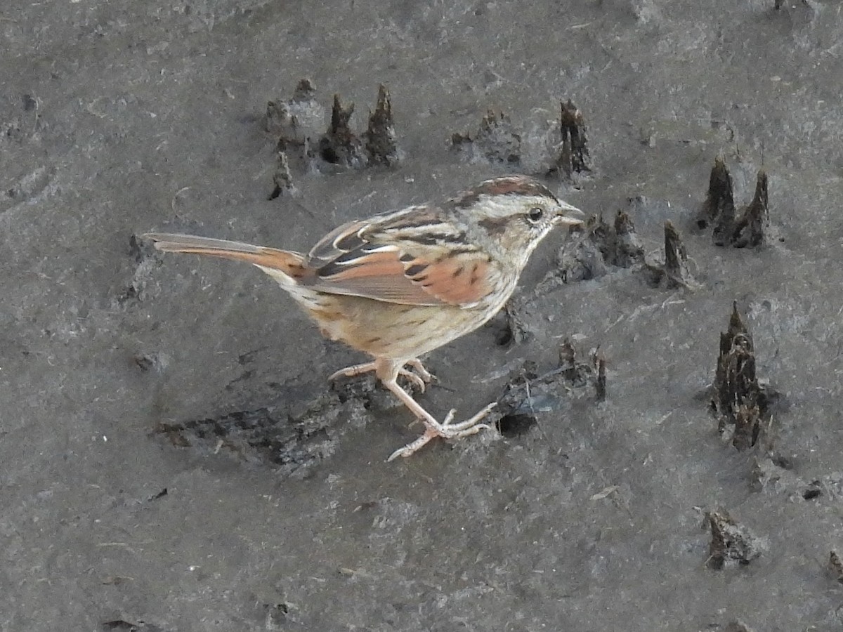 Swamp Sparrow - ML647660398
