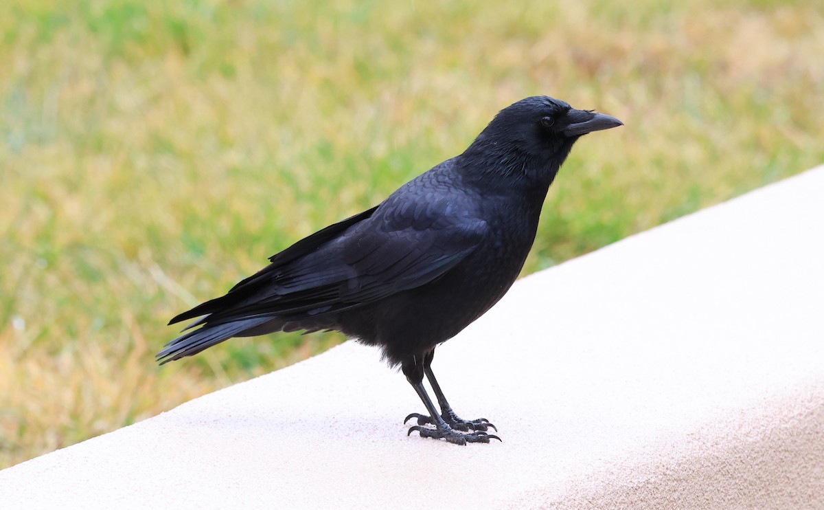 American Crow - ML647660412