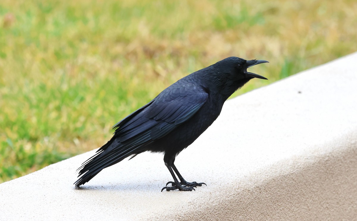 American Crow - ML647660413