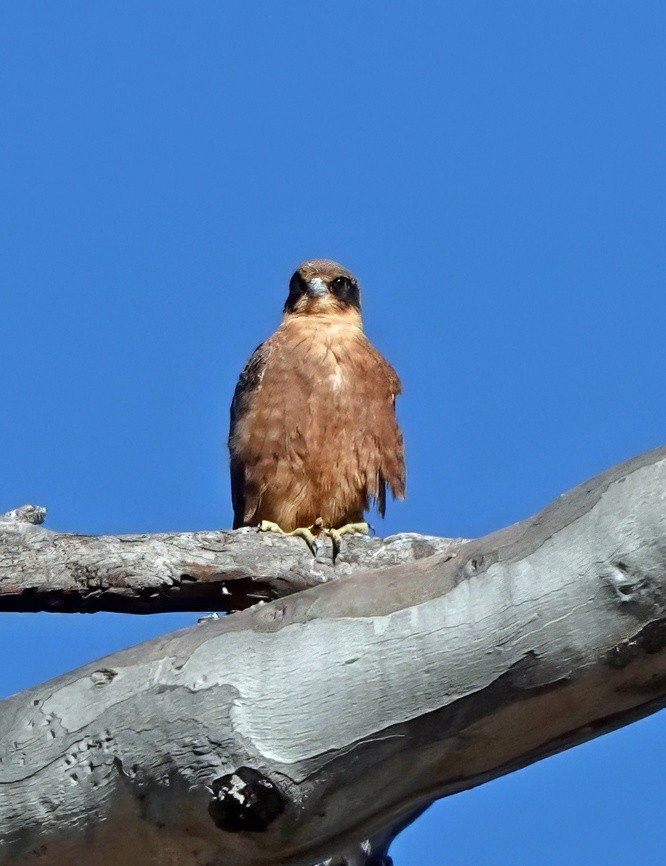 Australian Hobby - ML647660467