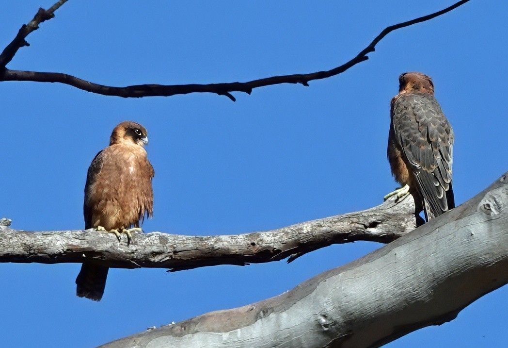 Australian Hobby - ML647660468