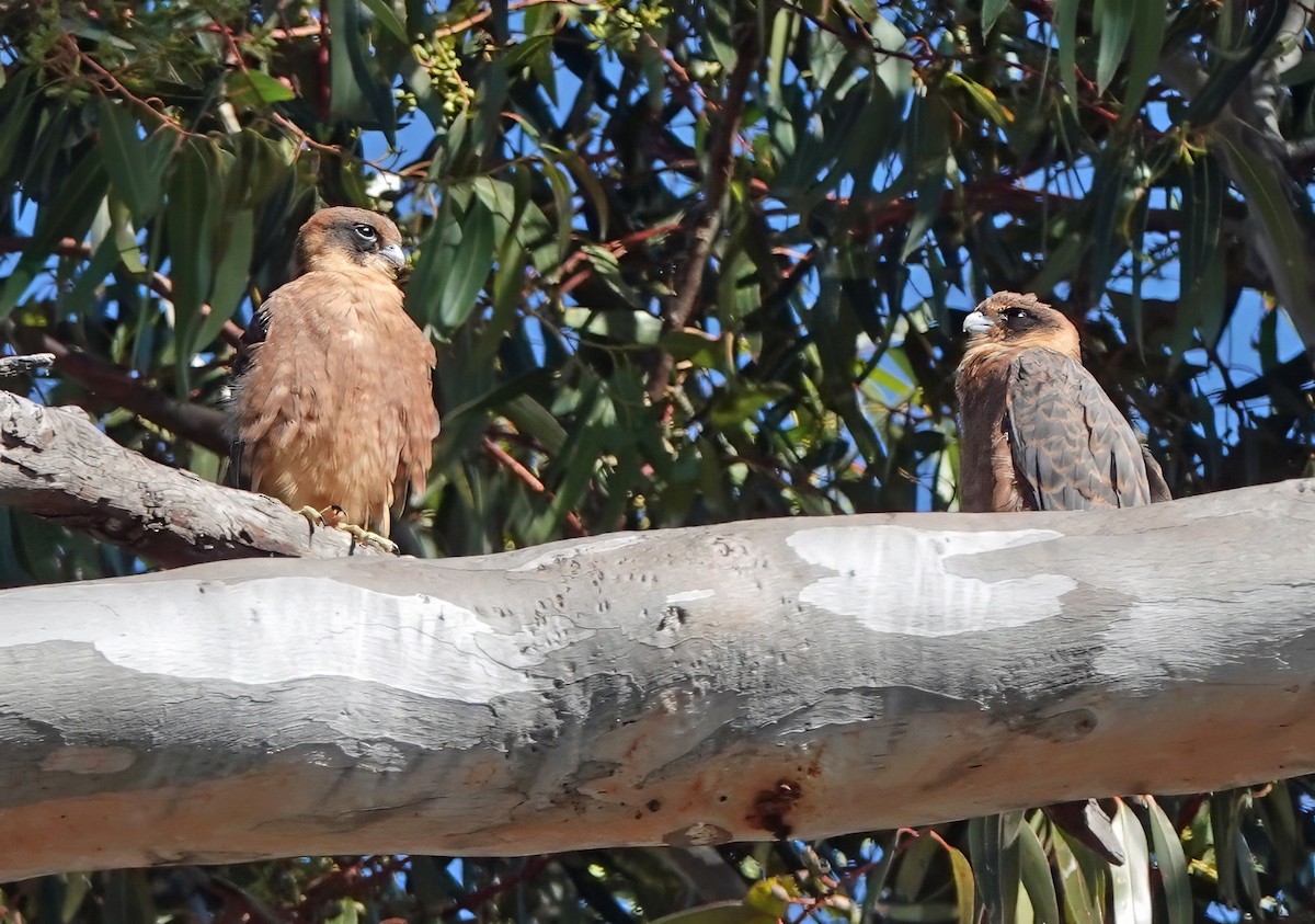 Australian Hobby - ML647660469