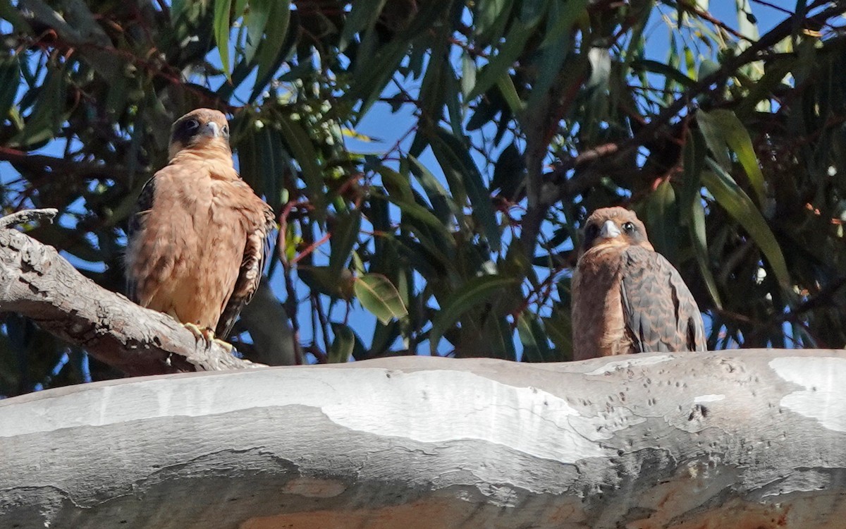 Australian Hobby - ML647660470