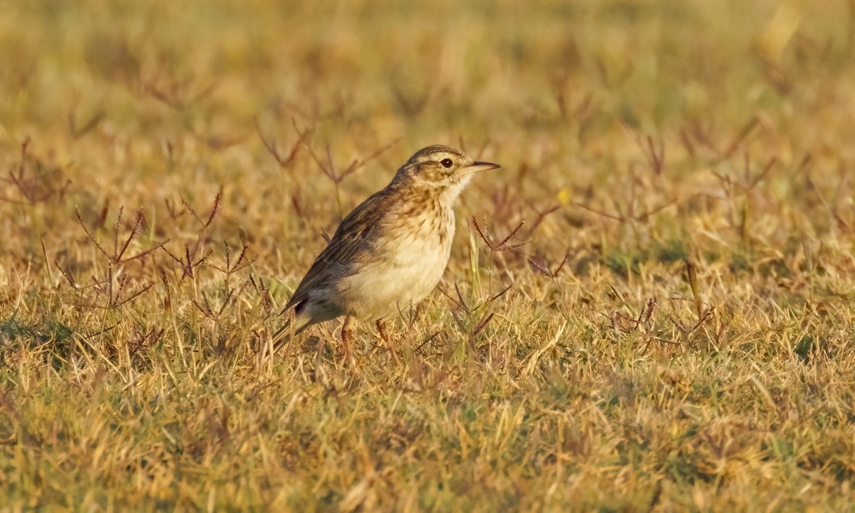 Australian Pipit - ML647660473