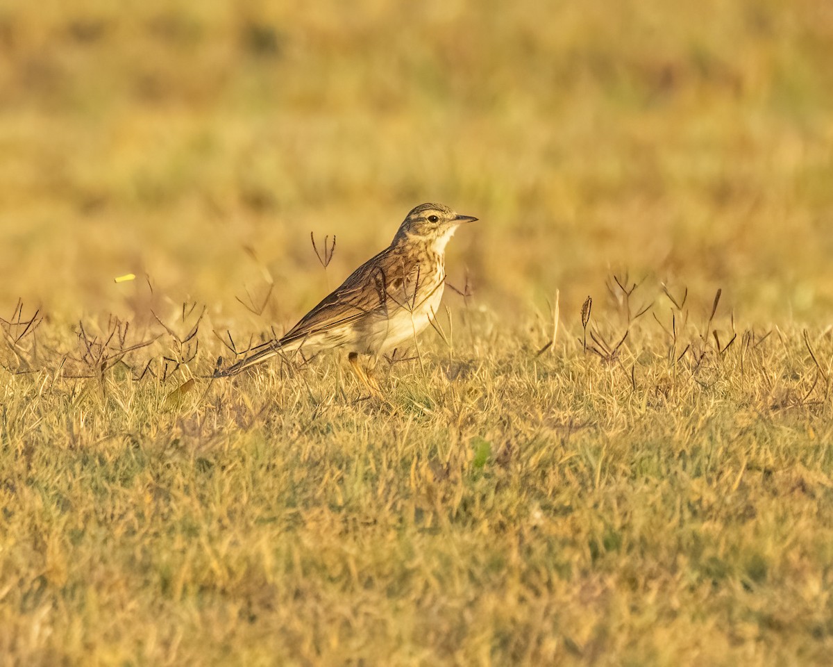 Australian Pipit - ML647660475