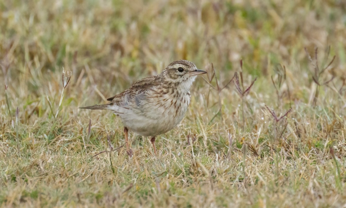 Australian Pipit - ML647660476