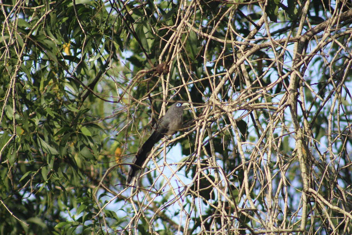 Blue-faced Malkoha - ML647660479