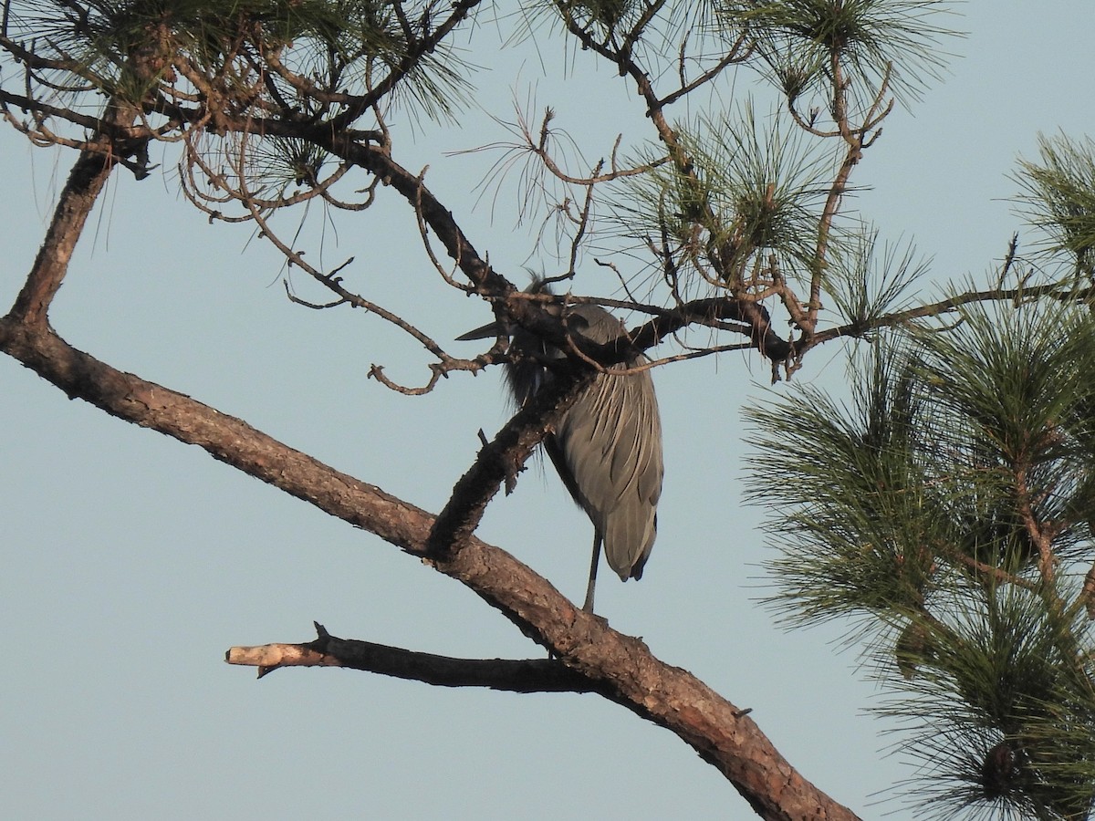 Great Blue Heron - ML647660481