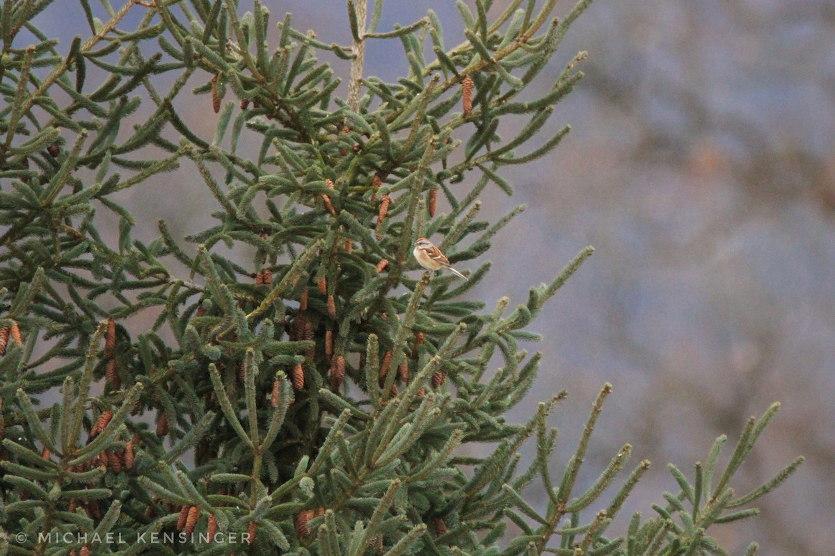 Пасовник північний - ML647660505