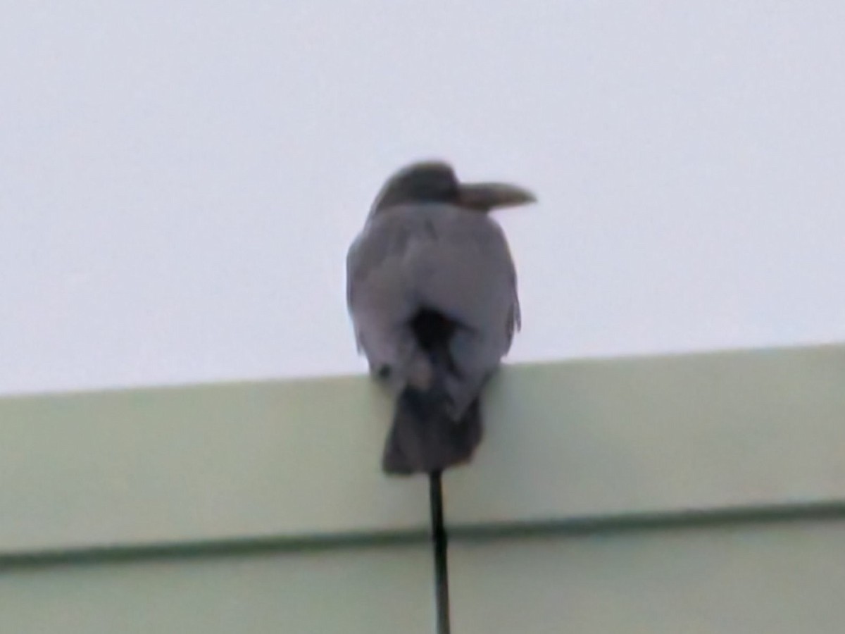 Large-billed Crow - ML647660509