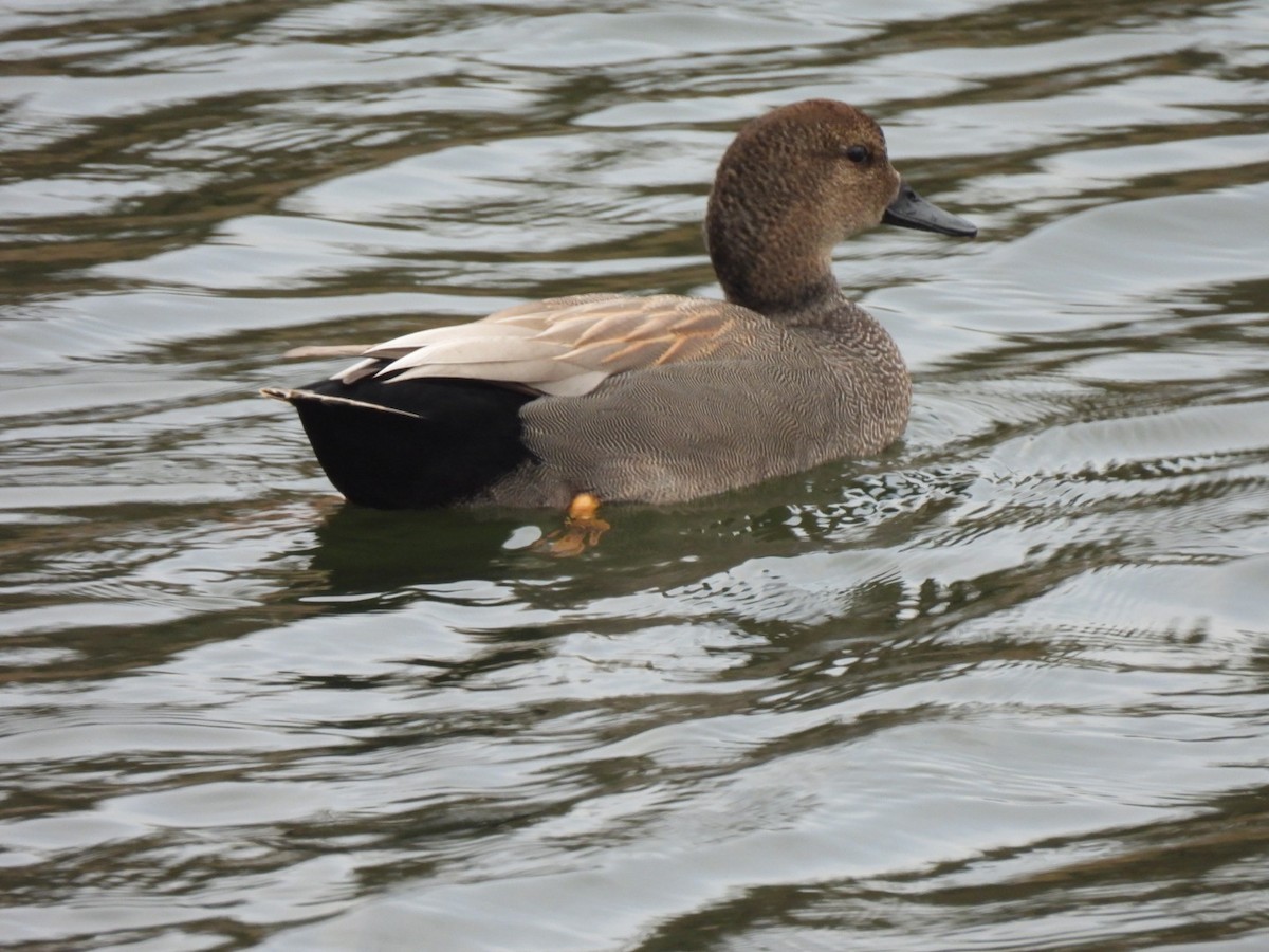 Canard chipeau - ML647660523