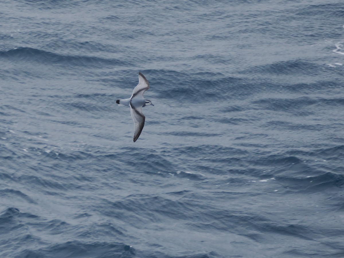 Antarctic Prion - ML647660528