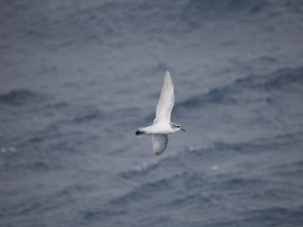 Antarctic Prion - ML647660531