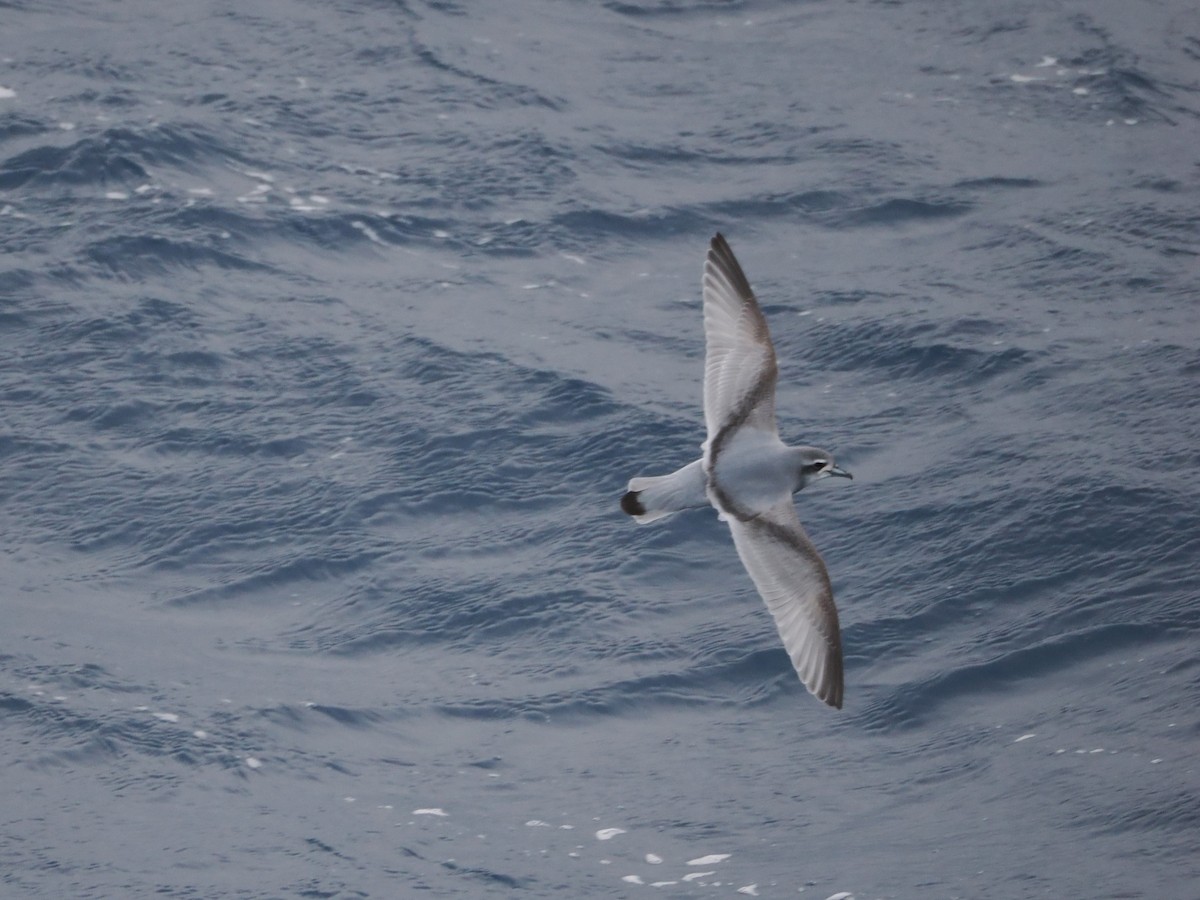 Antarctic Prion - ML647660533
