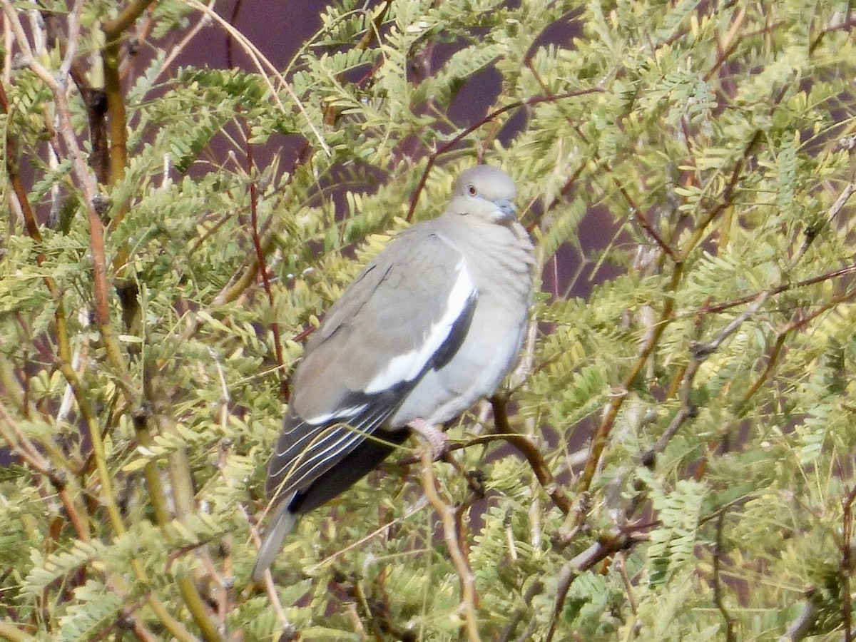 White-winged Dove - ML647660535