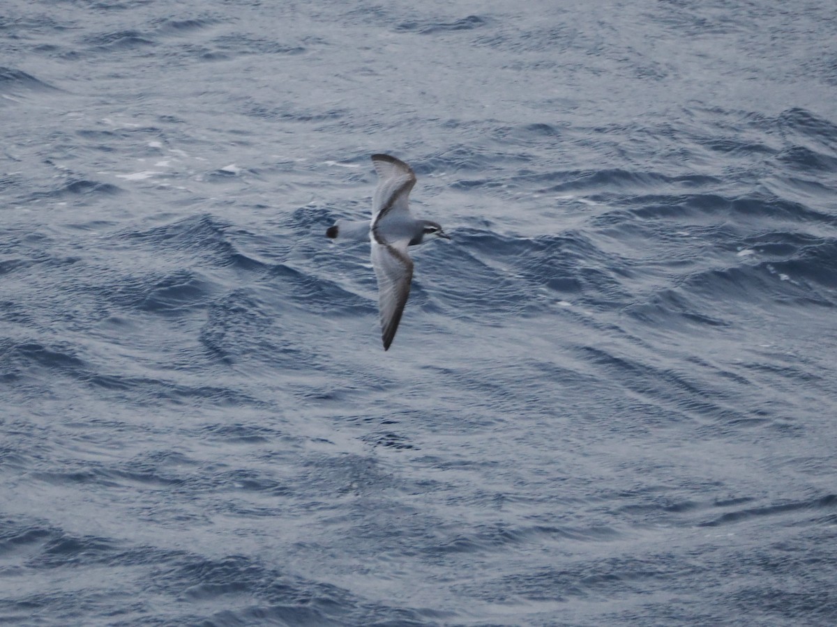 Antarctic Prion - ML647660538