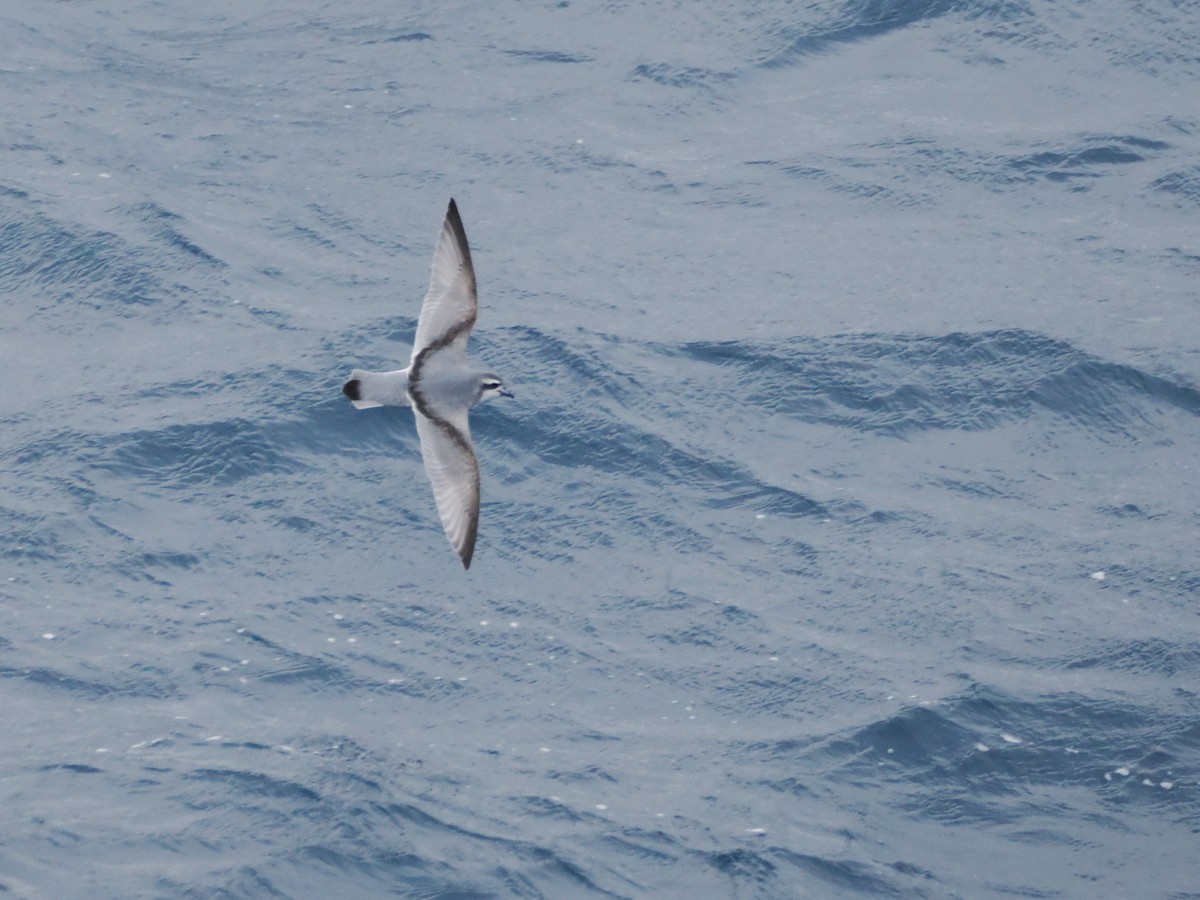 Antarctic Prion - ML647660540