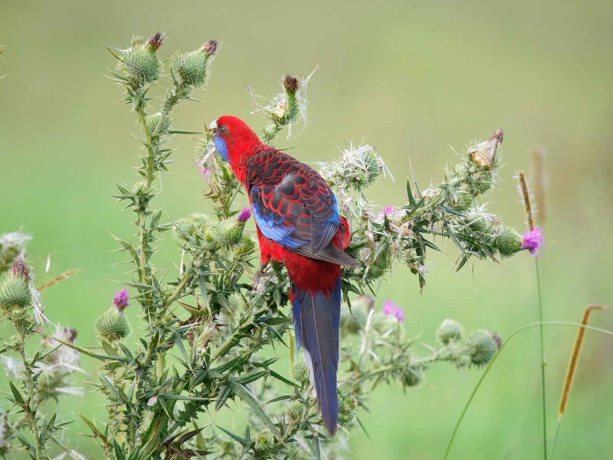 Crimson Rosella - ML647660545