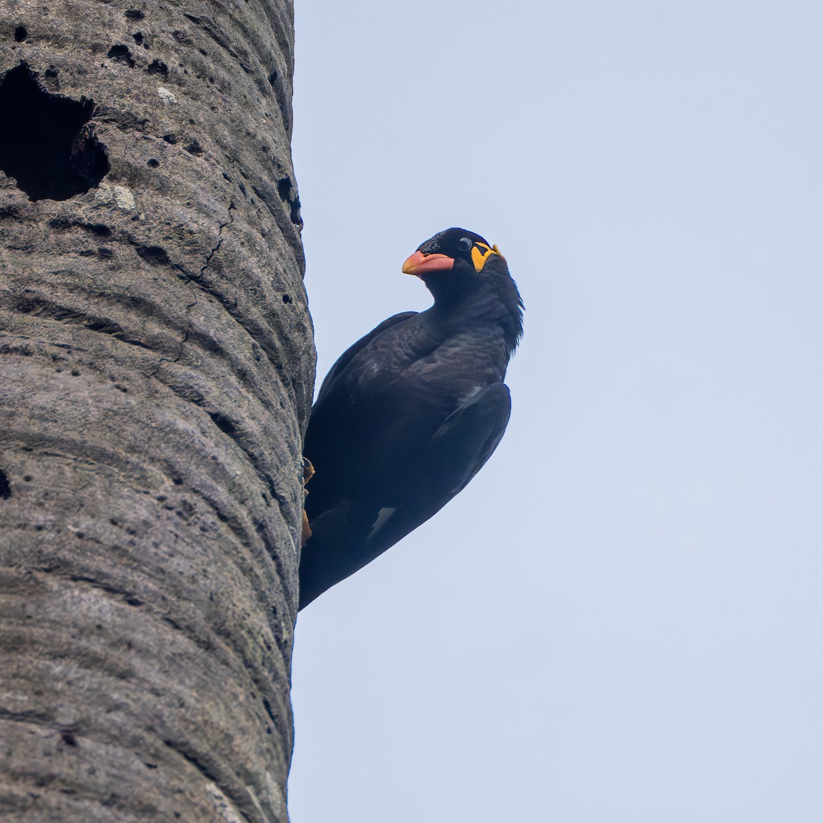 Common Myna - ML647660546
