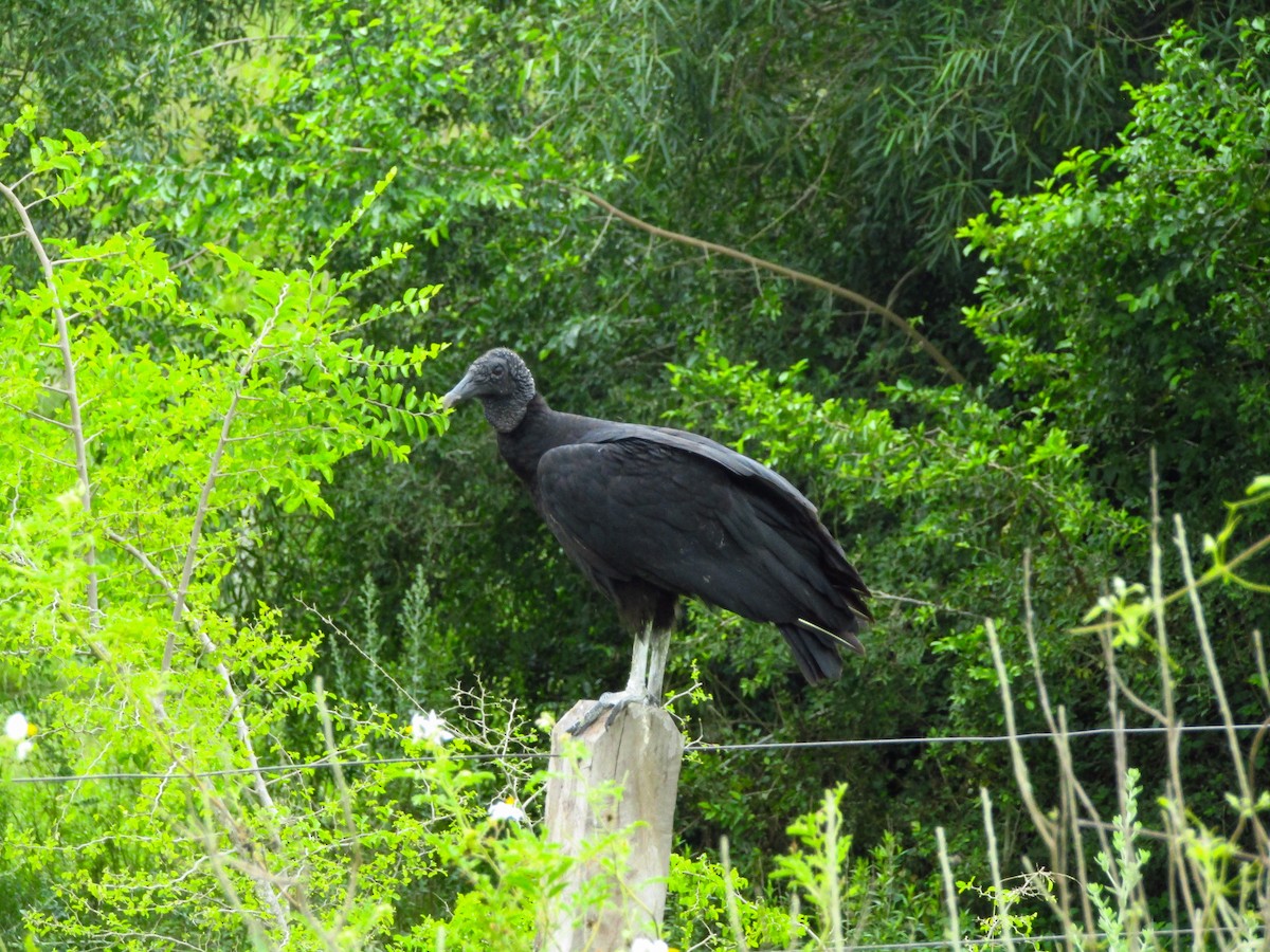 Black Vulture - ML647660547