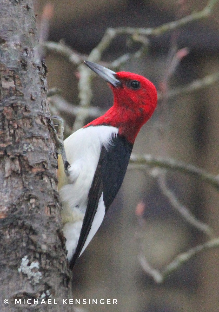 Carpintero Cabecirrojo - ML647660550