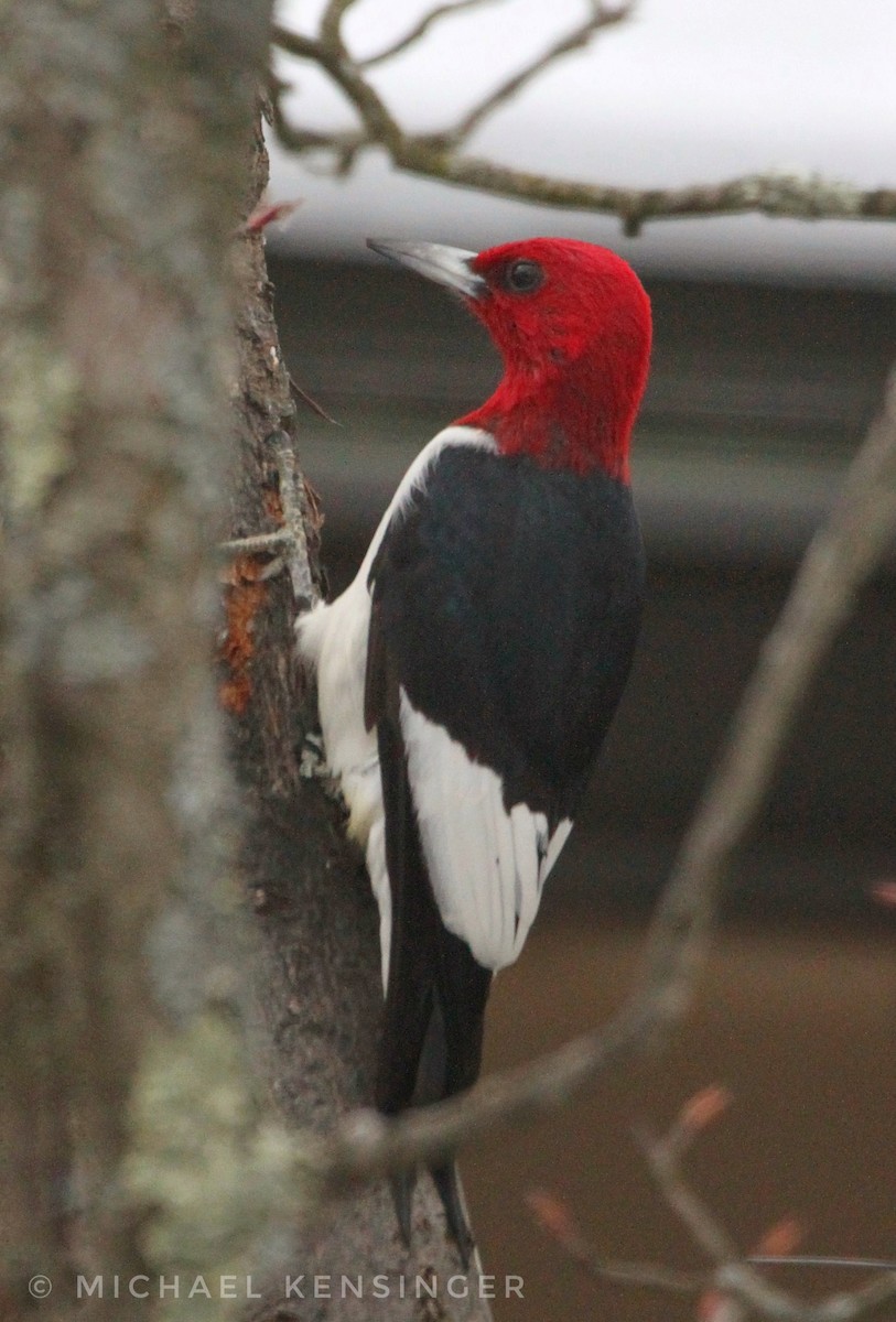 Red-headed Woodpecker - ML647660551