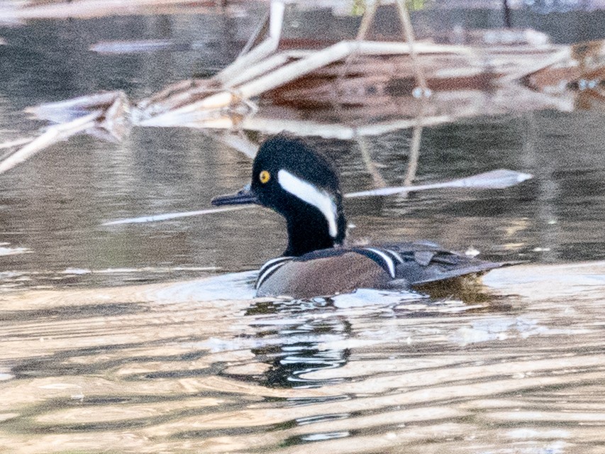 Hooded Merganser - ML647660552