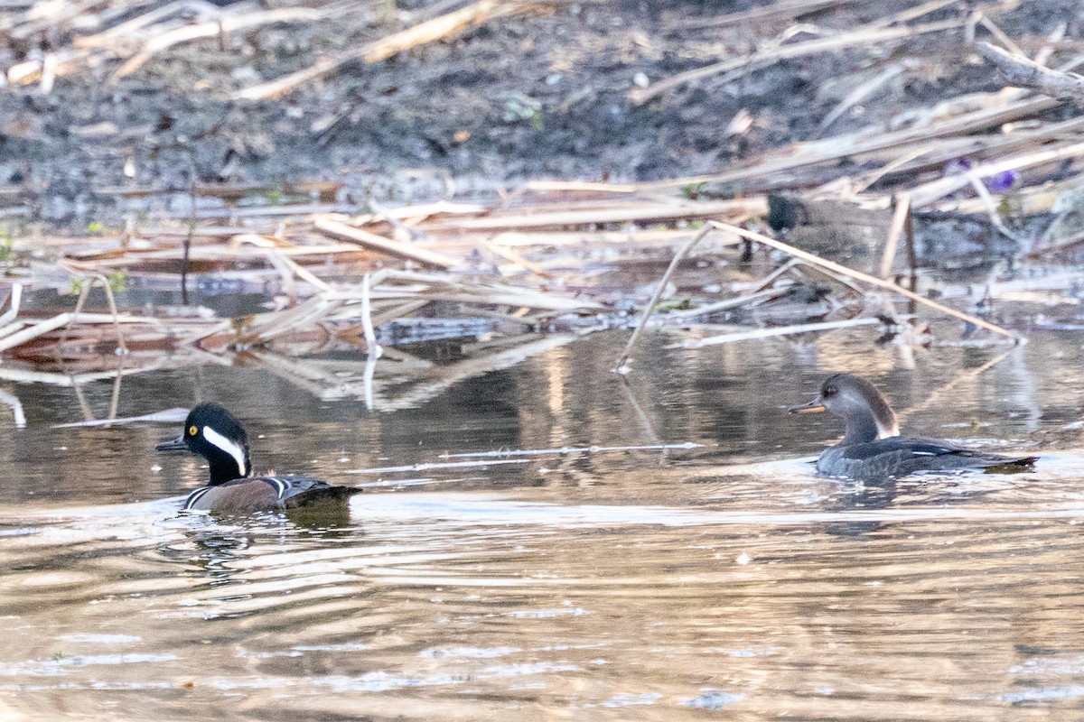 Hooded Merganser - ML647660553