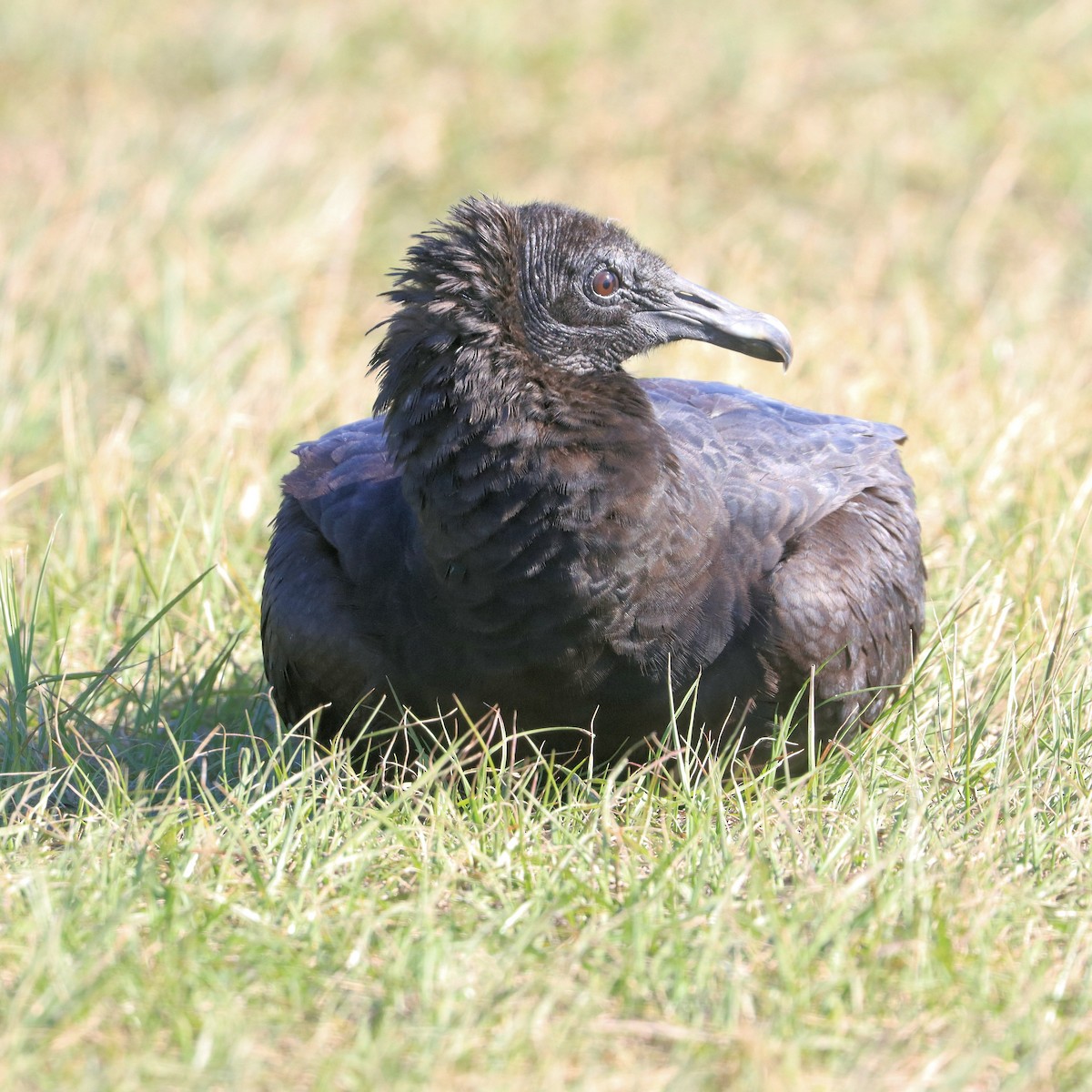 Black Vulture - ML647660554