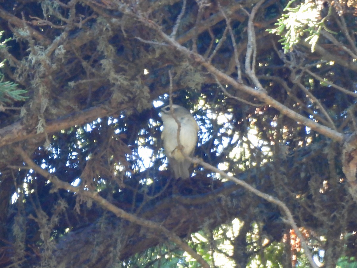 Golden-crowned Kinglet - ML647660555
