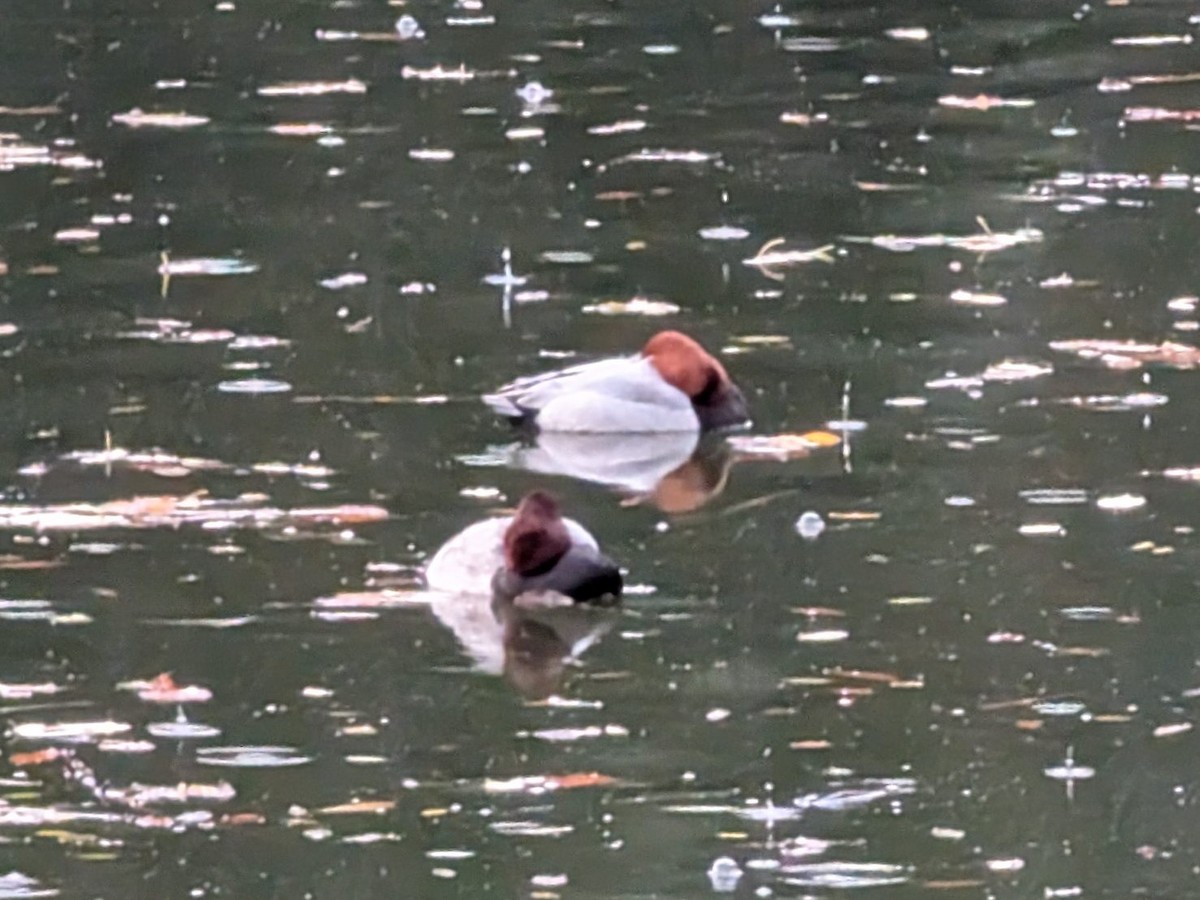 Common Pochard - ML647660556
