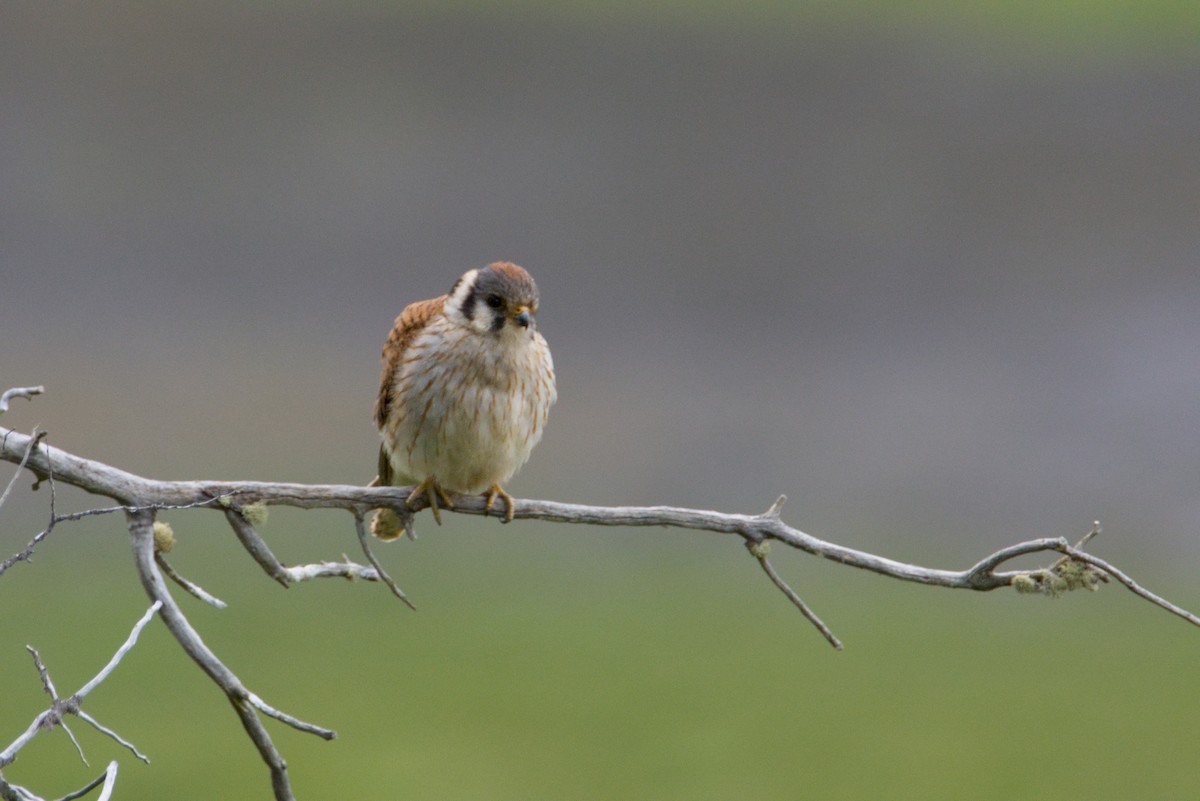 American Kestrel - ML647660557