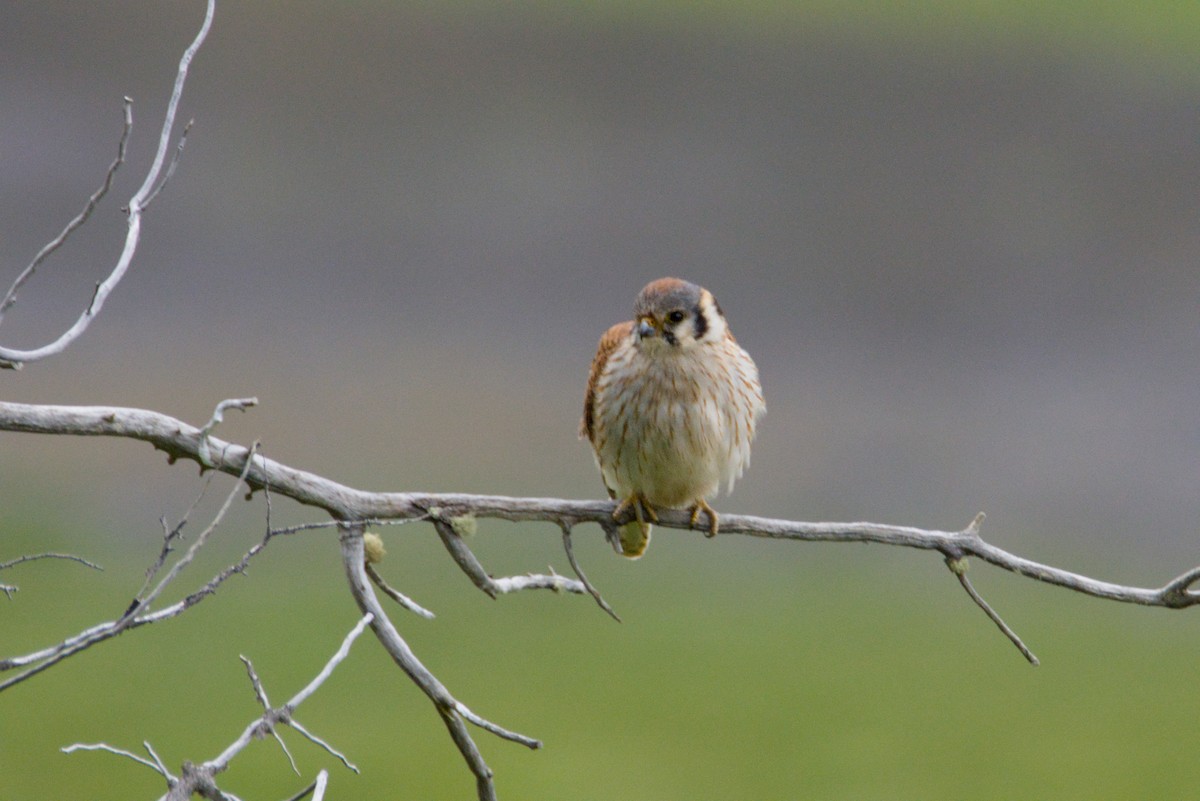American Kestrel - ML647660558