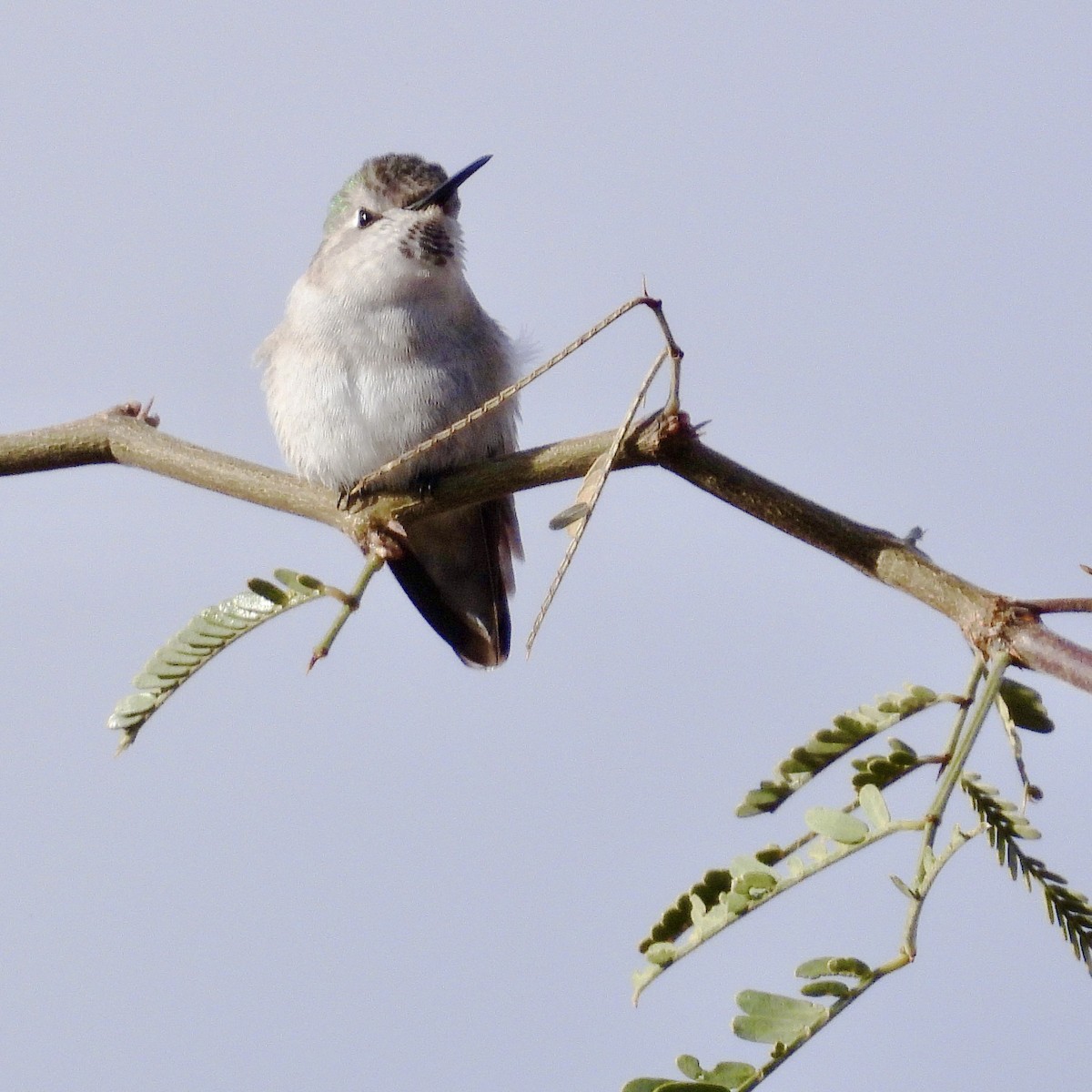 Anna's Hummingbird - ML647660559
